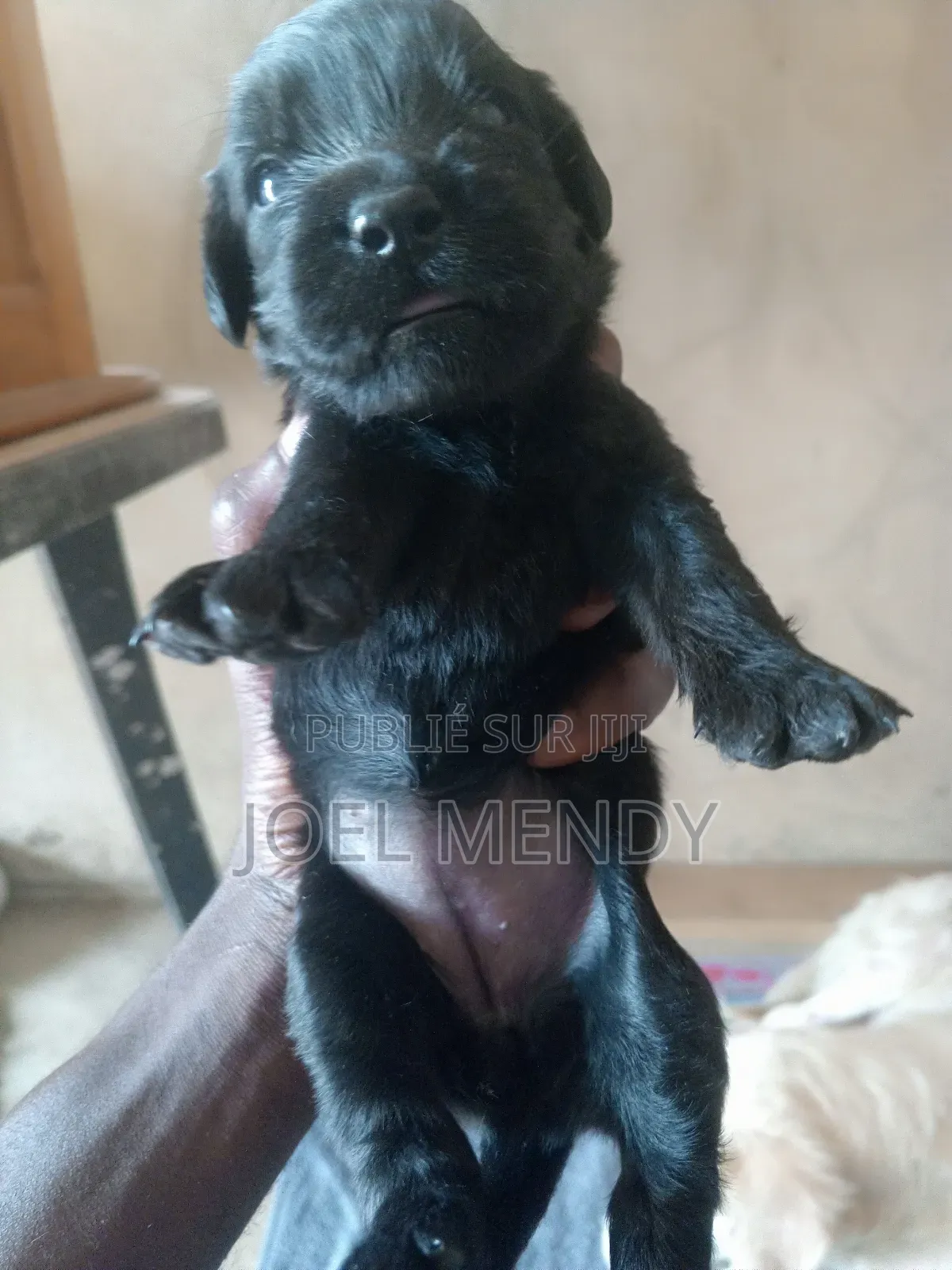 0-1 mois Homme Race mixte Golden Retriever