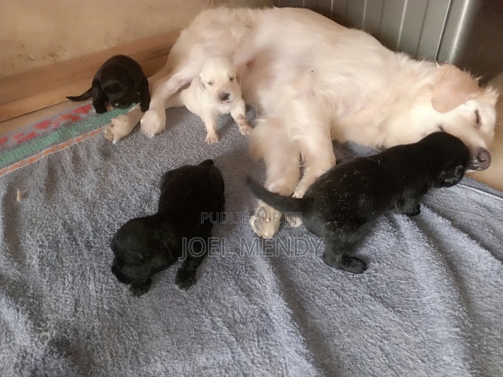 0-1 mois Homme Race mixte Golden Retriever