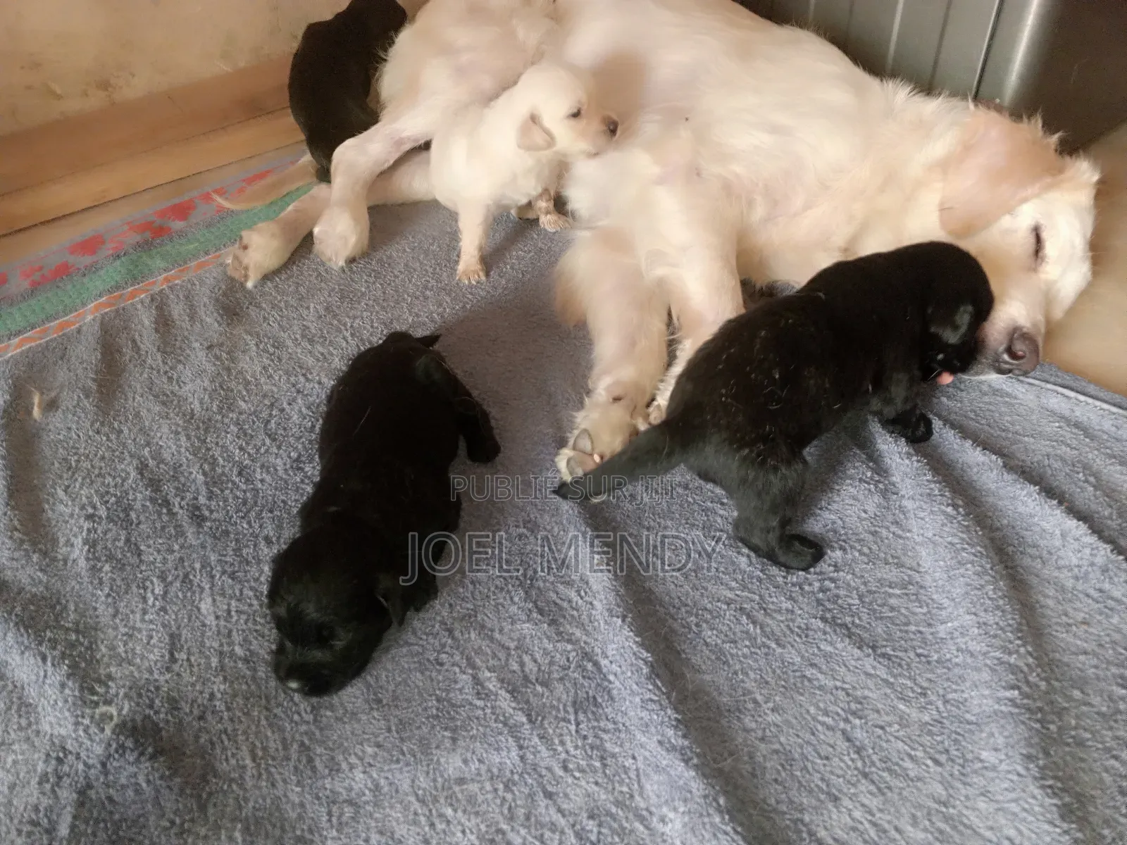 0-1 mois Homme Race mixte Golden Retriever