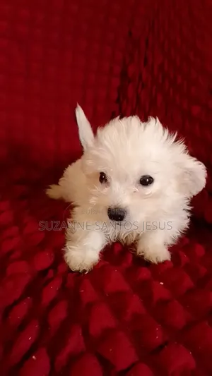 Photo - 1-3 mois Homme Pure race Bichon Frise