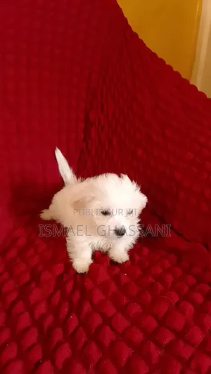 Photo - 1-3 mois Homme Pure race Bichon Frise