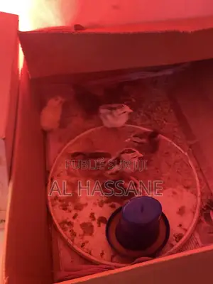 Photo - Poussin Wolof