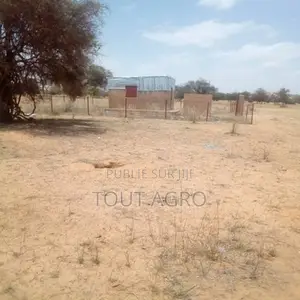 Photo - Verger De 2,94 Hectares Vers Ngourane Ouolof