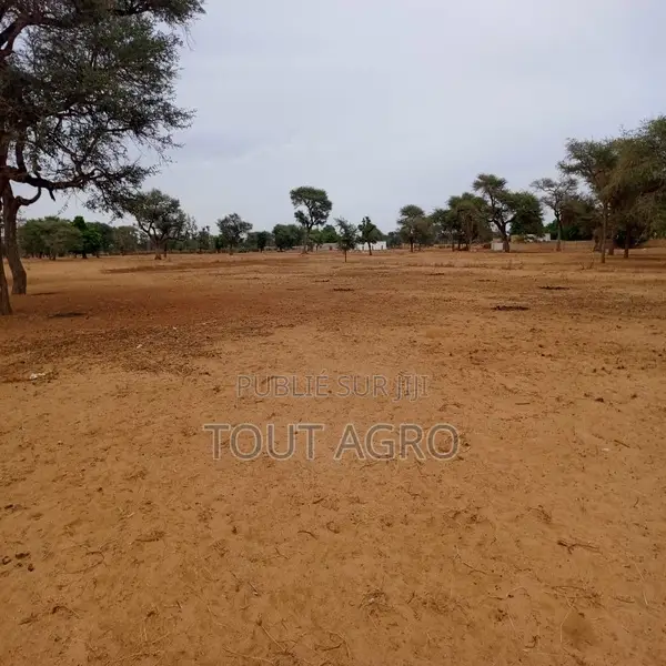 Terrain De 1,54 Hectare Vers Touba Toul