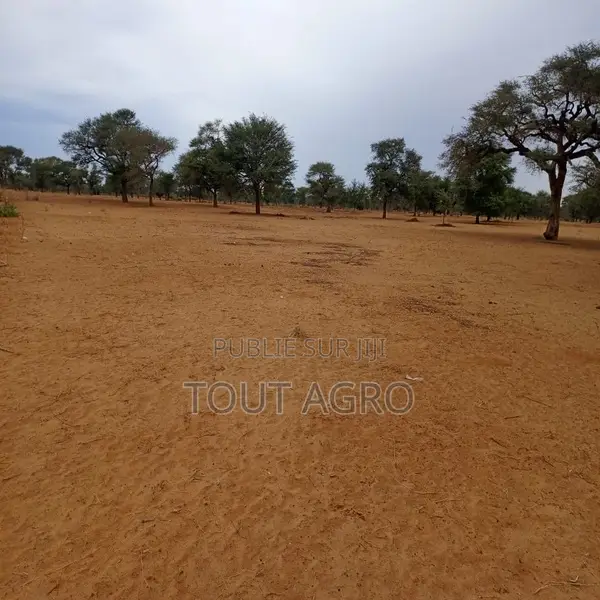 Terrain De 1,54 Hectare Vers Touba Toul