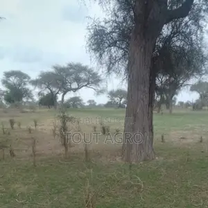 Photo - Terrain De 10 Hectares Vers Koul