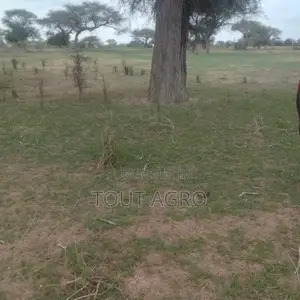 Terrain De 10 Hectares Vers Koul