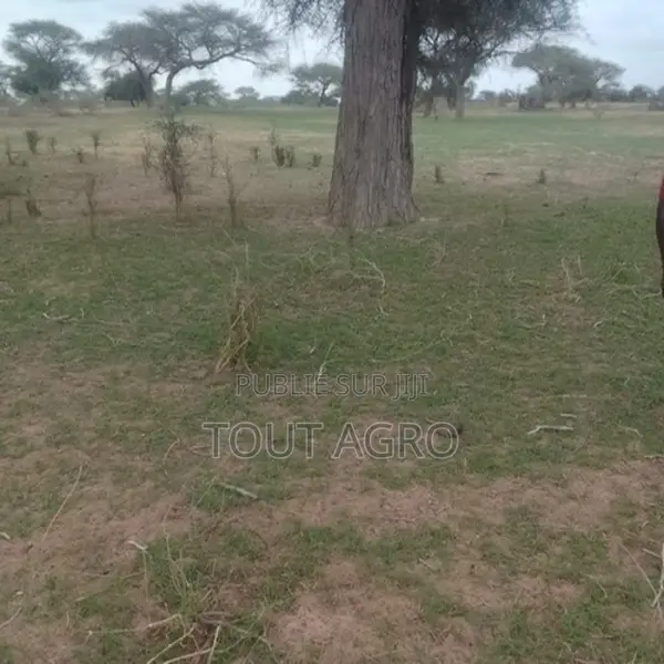 Terrain De 10 Hectares Vers Koul