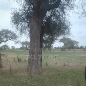 Terrain De 10 Hectares Vers Koul