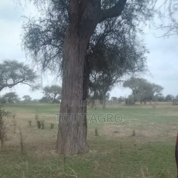 Terrain De 10 Hectares Vers Koul