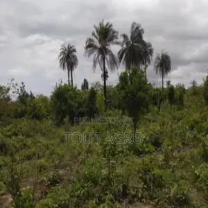 Photo - Terrain De 1 Hectare Vers Kafountine