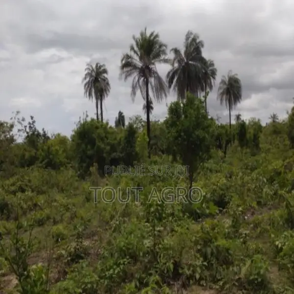 Terrain De 1 Hectare Vers Kafountine