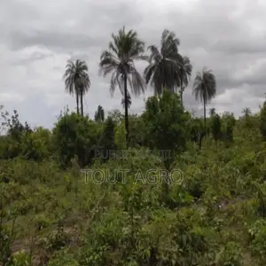 Terrain De 1 Hectare Vers Kafountine