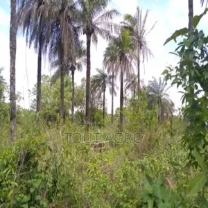 Terrain De 1 Hectare Vers Kafountine