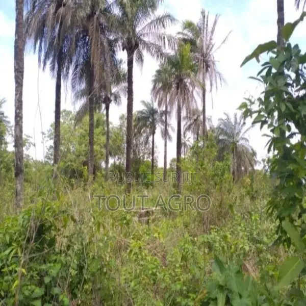 Terrain De 1 Hectare Vers Kafountine