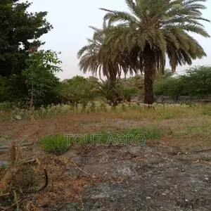 Photo - Verger De 1,5 Hectare Vers Gandon