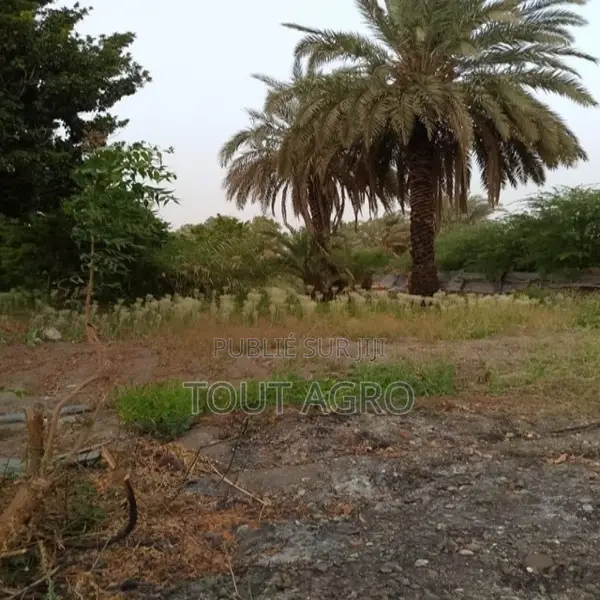 Verger De 1,5 Hectare Vers Gandon