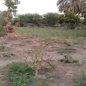 Verger De 1,5 Hectare Vers Gandon