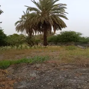 Verger De 1,5 Hectare Vers Gandon