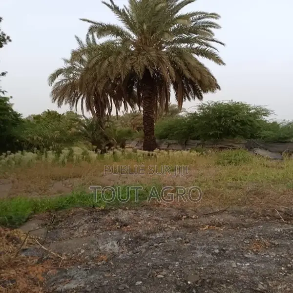 Verger De 1,5 Hectare Vers Gandon