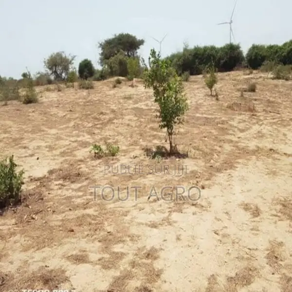 Verger De 2 Hectares Vers Taiba Ndiaye