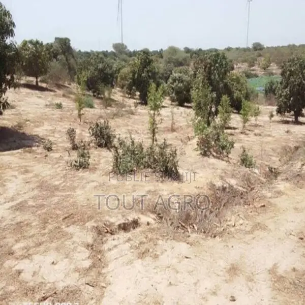 Verger De 2 Hectares Vers Taiba Ndiaye