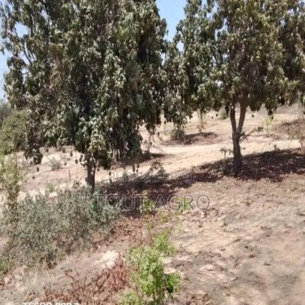 Verger De 2 Hectares Vers Taiba Ndiaye