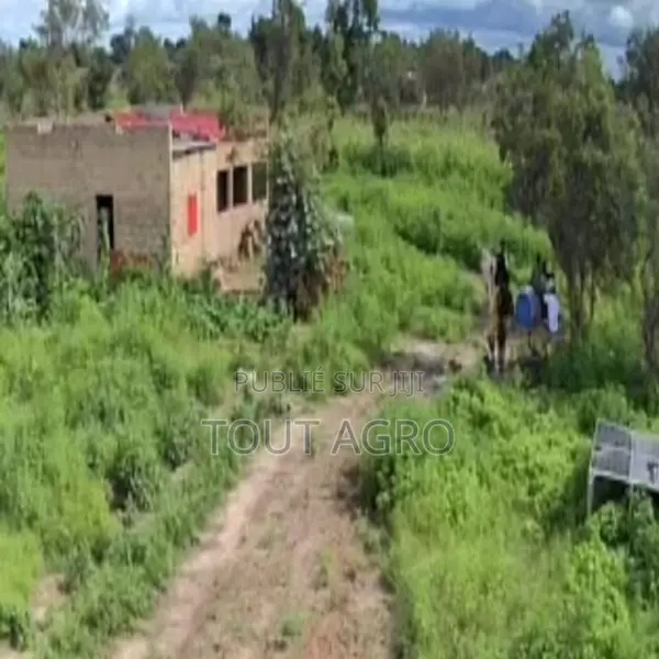 Verger De 4 Hectares Vers Ndame