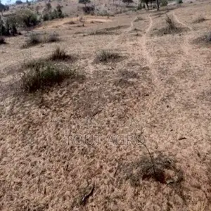 Photo - Terrain De 08 Hectares Vers Diokoul Diawrigne