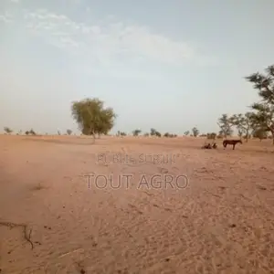 Photo - Terrain De 25 Hectares Vers Touba