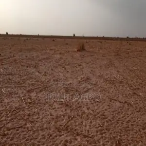 Photo - Terrain De 20 Hectares Vers Touba