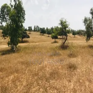 Photo - Terrain De 5,2 Hectares Vers Diokoul Diawrigne