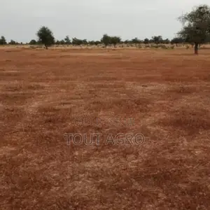 Photo - Terrain De 50 Hectares Vers Nghaye