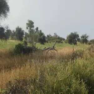 Photo - Terrain De 500 Hectares Vers Mbane