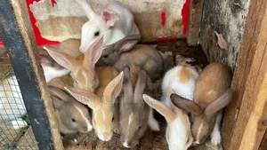 Photo - Lapereaux À Vendre