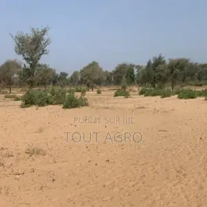 Photo - Terrain De 6 Hectares Vers Touba Toul
