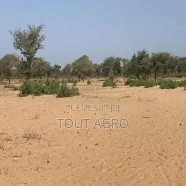 Terrain De 6 Hectares Vers Touba Toul