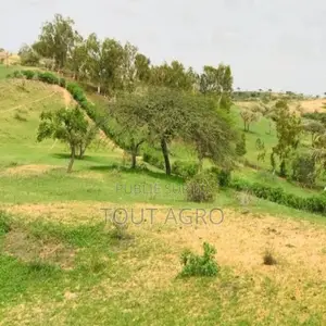 Photo - Terrain De 6,4 Hectares Vers Diokoul Diawrigne