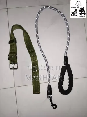 Photo - Collier Et Laisse