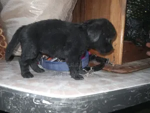 Photo - 1-3 mois Homme Race mixte Labrador Retriever