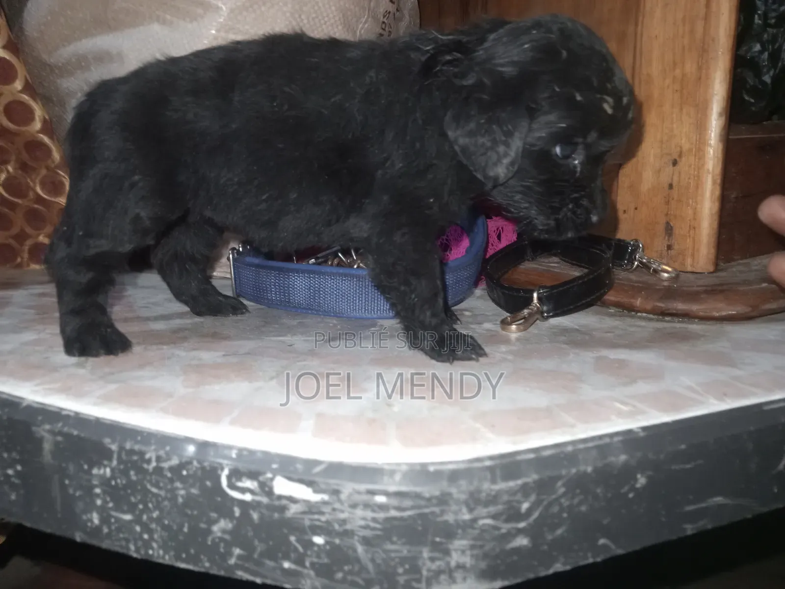 1-3 mois Homme Race mixte Labrador Retriever