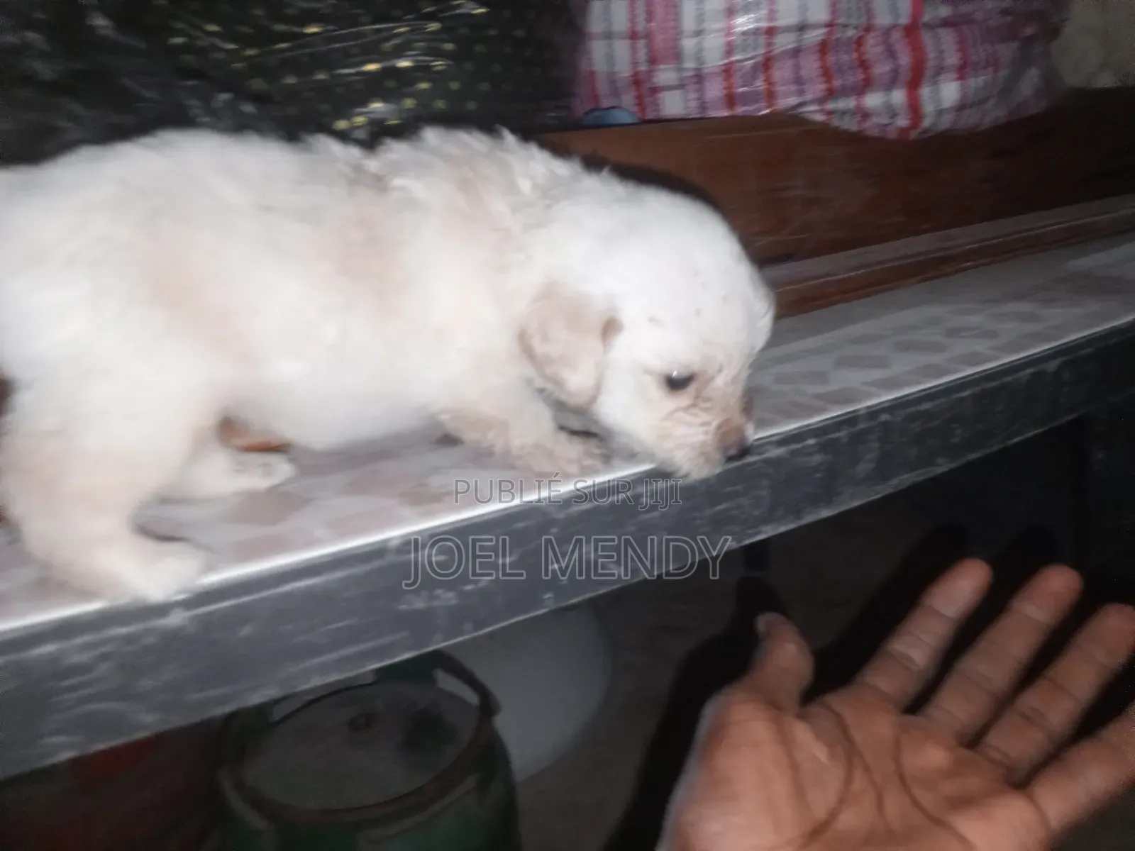 1-3 mois Homme Race mixte Labrador Retriever