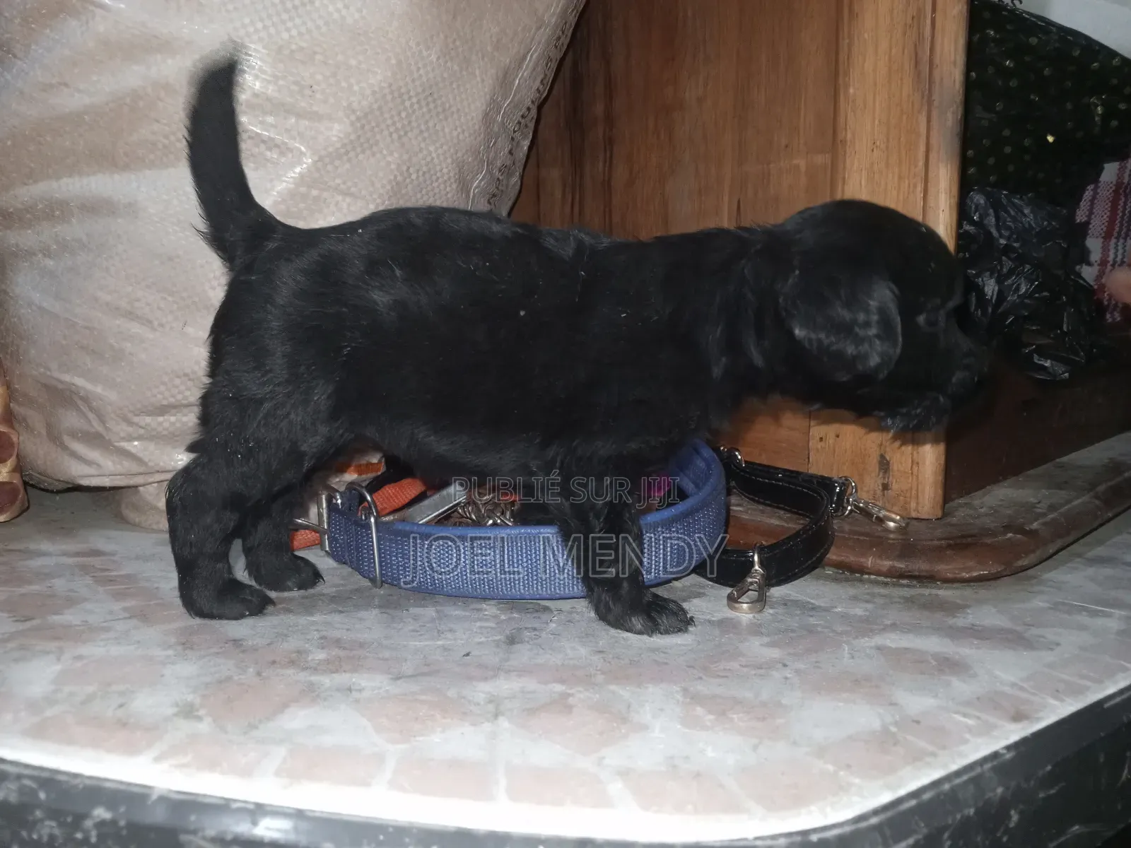 1-3 mois Homme Race mixte Labrador Retriever