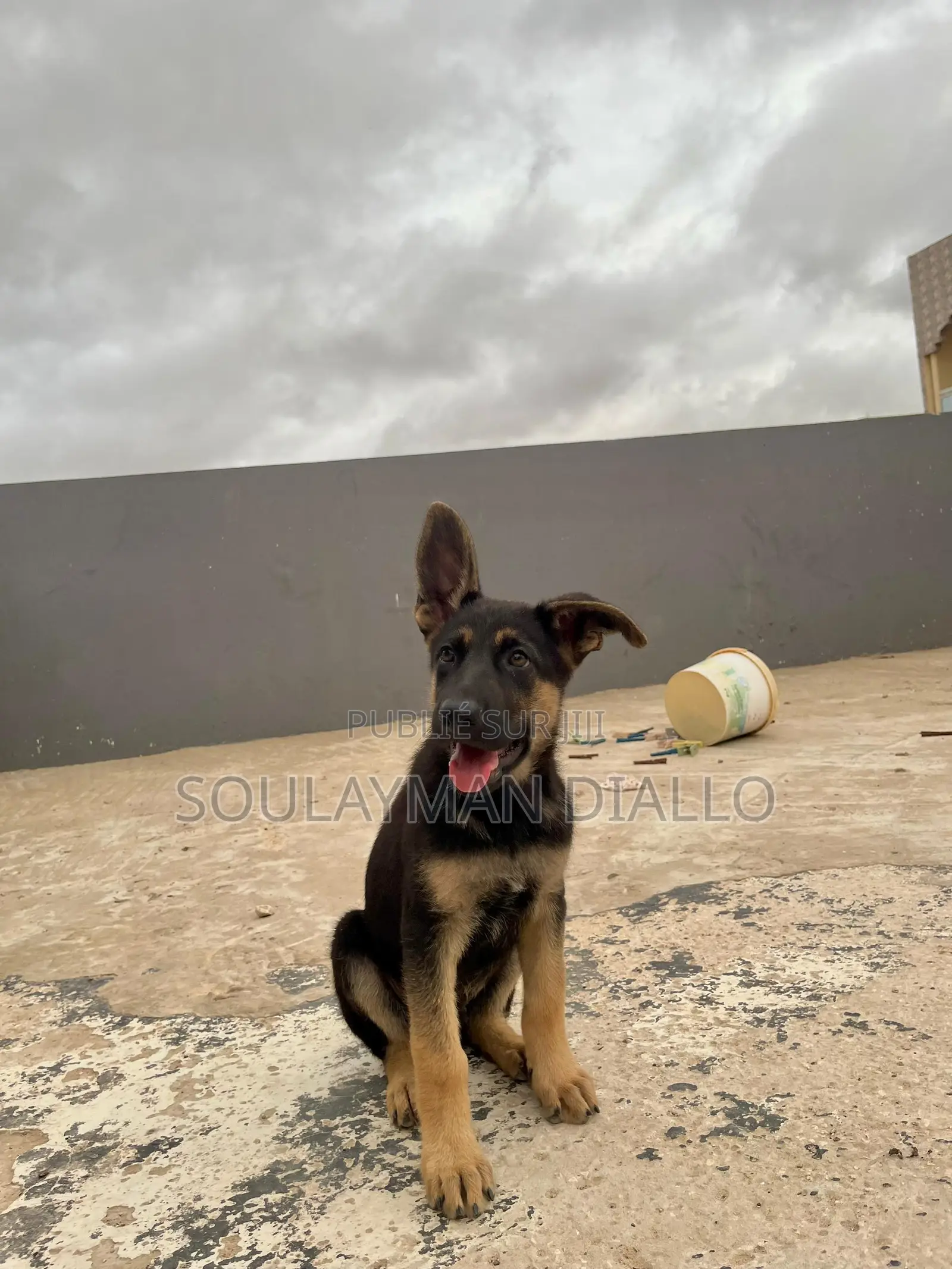 3-6 mois Femme Pure race Berger Picard