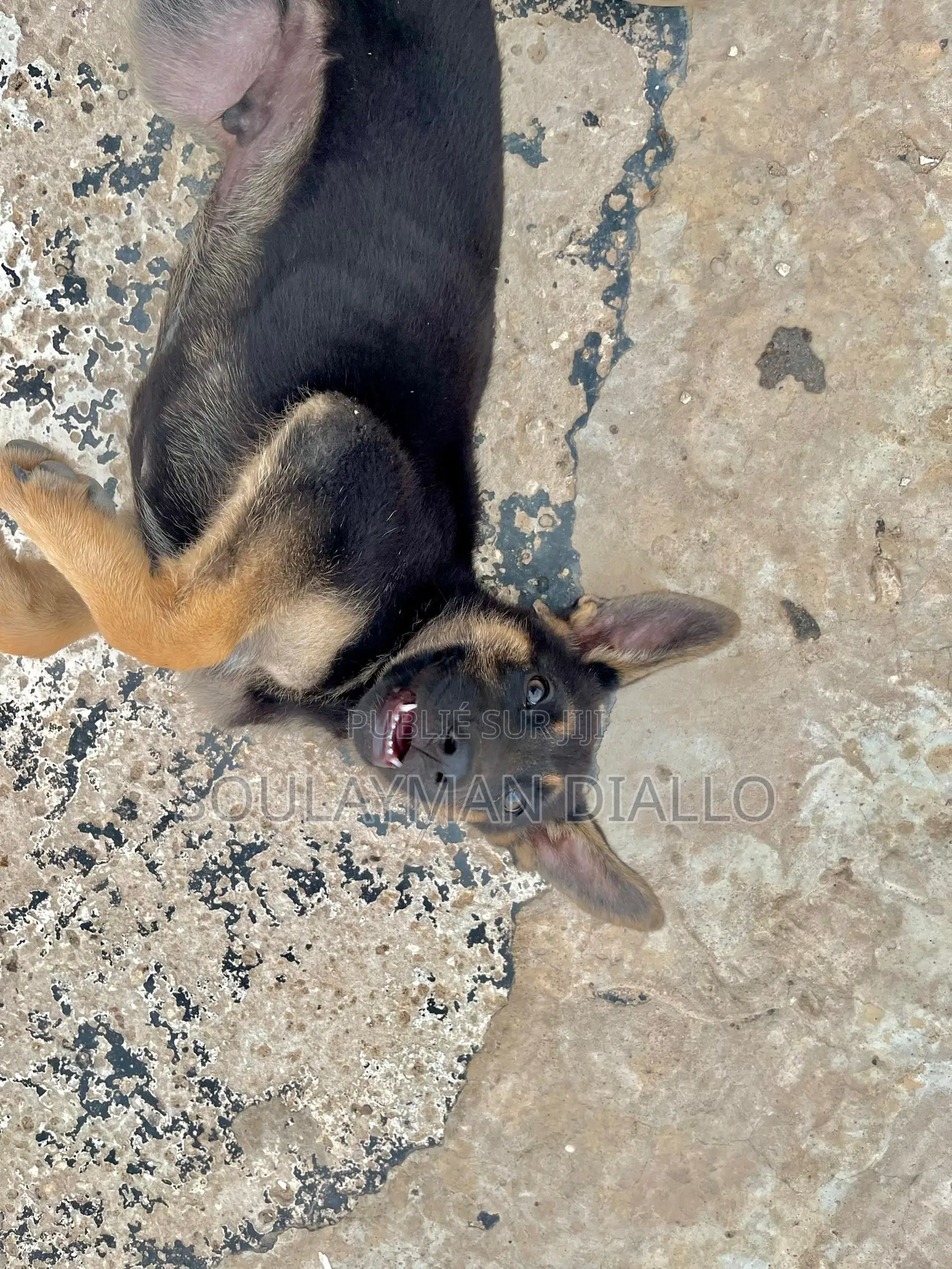 3-6 mois Femme Pure race Berger Picard