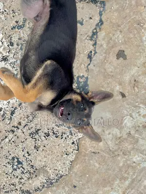 3-6 mois Femme Pure race Berger Picard