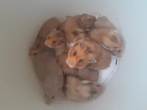 Photo - Hamster Syrien À Vendre
