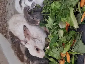 Photo - Lapin À Vendre