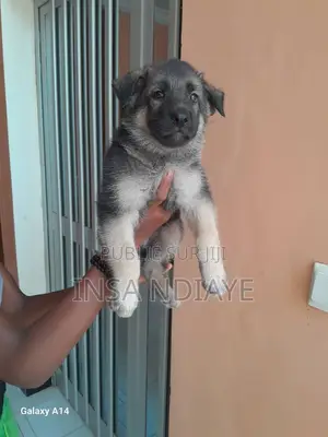 Photo - 1-3 mois Homme Pure race German Shepherd