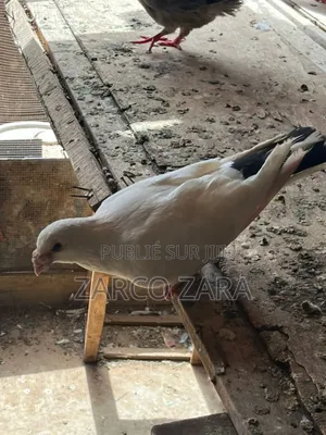 Photo - Pigeonneaux